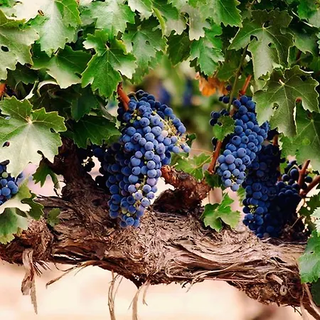 Le Vigne Foligno