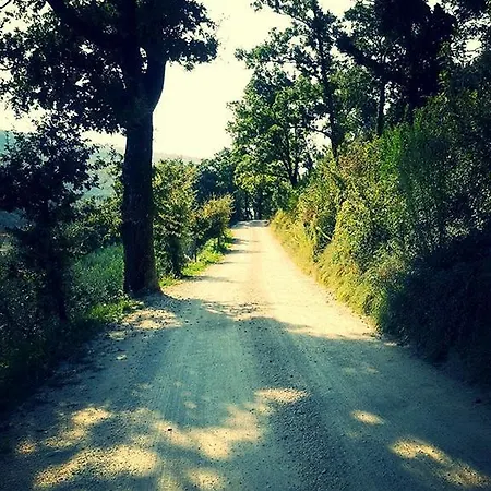 Le Vigne *